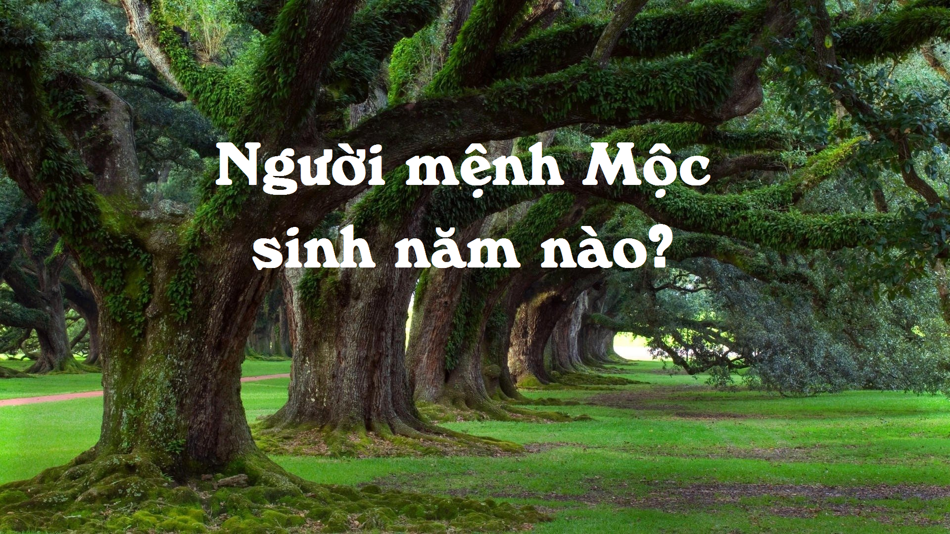 Đặc điểm của người mệnh Mộc